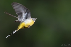 Bergeronnette des ruisseaux