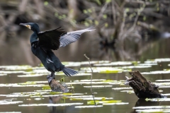 Grand cormoran