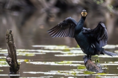 Grand cormoran