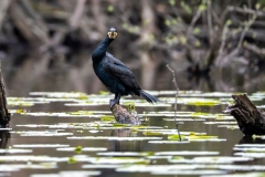 Grand cormoran