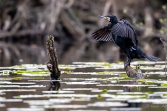 Grand cormoran