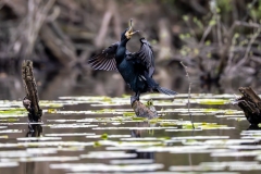 Grand cormoran