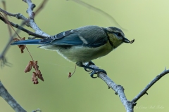 Mésange bleue avec une chenille dans le bec au Gèvre à Nantes