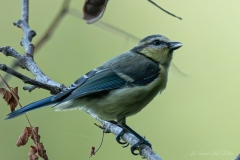 Mésange bleue (Cyanistes caeruleus)