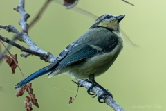 Mésange bleue perchée sur une branche au Gèvre à Nantes