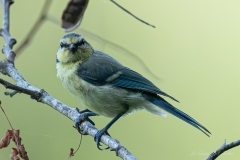 Mésange bleue perchée sur une branche au Gèvre à Nantes