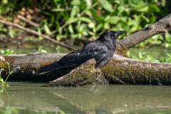 Corneille noire posée sur un tronc au bord de la rivière du Gèvre à Nantes