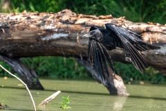 Corneille noire (Corvus corone)