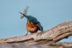 Martin-pêcheur d’Europe capturant un poisson