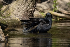corneille noire