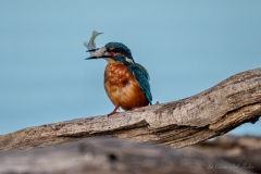 Martin-pêcheur avec un poisson dans le bec