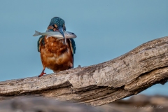 Martin-pêcheur avec sa proie après une partie de pêche