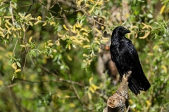 corneille noire