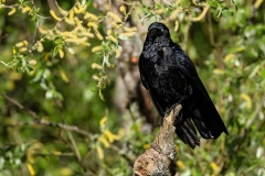 corneille noire