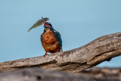 Martin-pêcheur revenant de la pêche avec sa proie