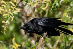 corneille noire