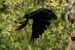 corneille noire