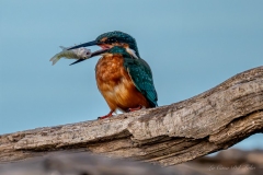 Martin-pêcheur préparant sa proie avant de l’avaler