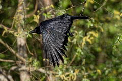 corneille noire