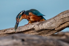 Martin-pêcheur posé sur une branche après avoir pêché