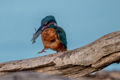 Martin-pêcheur avec un poisson fraîchement capturé