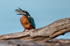 Martin-pêcheur d’Europe avalant un petit poisson
