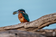 Martin-pêcheur avec sa prise lors d’une scène de pêche