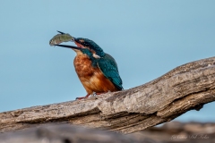 Martin-pêcheur d’Europe après une capture réussie