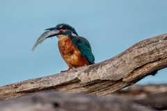 Martin-pêcheur d’Europe et son poisson fraîchement pêché