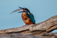 Martin-pêcheur tenant sa proie sur son perchoir