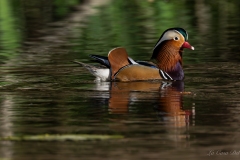 Canard mandarin