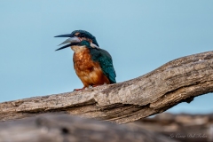 Martin-pêcheur d’Europe avec sa proie sur une branche