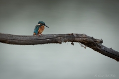 Martin-pêcheur d’Europe posé sur une branche dans le Parc naturel régional de la Brenne