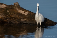 Portrait d’une Aigrette garzette – Parc naturel de la Brenne