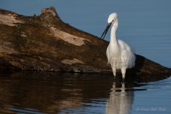 Aigrette garzette en pleine observation – Brenne