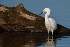 Aigrette garzette au bord de l’eau – Parc de la Brenne