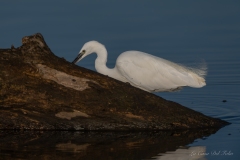 Aigrette garzette à l’affût sur un tronc – Brenne