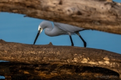 Aigrette garzette à la recherche de nourriture – Brenne