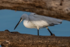 Aigrette garzette entre les bois flottés – Parc de la Brenne