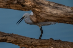 Aigrette garzette dans son milieu naturel – Parc de la Brenne