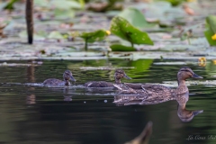 Cane colvert accompagnée de deux canetons sur la rivière du Gèvre à Nantes