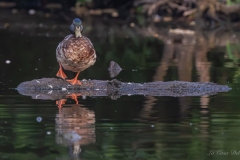 Canard colvert mâle sur un tronc dans la rivière du Gèvre à Nantes