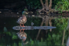 Canard colvert mâle (Anas platyrhynchos)