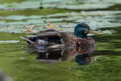 Canard colvert mâle nageant sur la rivière du Gèvre à Nantes