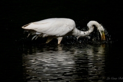 Grande Aigrette capturant un poisson dans la rivière du Gèvre à Nantes