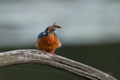 Martin-pêcheur d’Europe