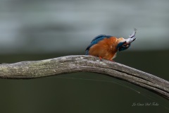 Martin-pêcheur d’Europe