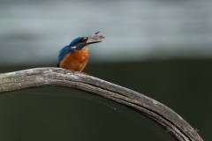 Martin-pêcheur d’Europe