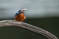 Martin-pêcheur d’Europe