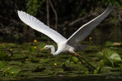Grande Aigrette prenant son envol au-dessus des nénuphars au Gèvre à Nantes